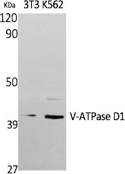 Fig. Western Blot analysis of extracts from NIH-3T3, K562 cells, using V-ATPase D1 Polyclonal Antibody. Secondary antibody (catalog#: A21020) was diluted at 1:20000.