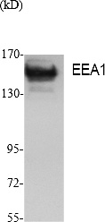 Fig. Western Blot analysis of extracts from K562 cells, using EEA1 Polyclonal Antibody. Secondary antibody (catalog#: A21020) was diluted at 1:20000.