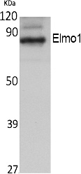 Fig. Western Blot analysis of extracts from NIH-3T3 cells, using Elmo1 Polyclonal Antibody. Secondary antibody (catalog#: A21020) was diluted at 1:20000.