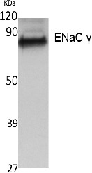 Fig. Western Blot analysis of extracts from A549 cells, using ENaC γ Polyclonal Antibody. Antibody was diluted at 1:500. Secondary antibody (catalog#: A21020) was diluted at 1:20000.
