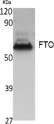 Fig. Western Blot analysis of extracts from K562 cells, using FTO Polyclonal Antibody. Secondary antibody (catalog#: A21020) was diluted at 1:20000.