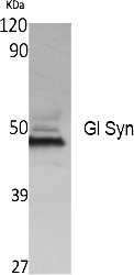 Fig. Western Blot analysis of extracts from K562 cells, using Gl Syn Polyclonal Antibody. Secondary antibody (catalog#: A21020) was diluted at 1:20000.