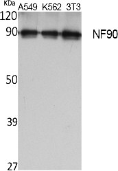 Fig. Western Blot analysis of extracts from A549, K562,  NIH-3T3 cells, using NF90 Polyclonal Antibody. Secondary antibody (catalog#: A21020) was diluted at 1:20000.