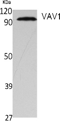 Fig. Western Blot analysis of extracts from NIH-3T3 cells, using VAV1 Polyclonal Antibody. Secondary antibody (catalog#: A21020) was diluted at 1:20000.