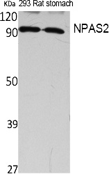 Fig. Western Blot analysis of extracts from rat stomach, 293 cells, using NPAS2 Polyclonal Antibody. Secondary antibody (catalog#: A21020) was diluted at 1:20000.