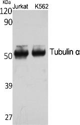 Fig. Western Blot analysis of various cells using Tubulin α Polyclonal Antibody. Secondary antibody (catalog#: A21020) was diluted at 1:20000.