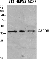 Fig. Western Blot analysis of various cells using GAPDH Polyclonal Antibody diluted at 1:2000. Secondary antibody (catalog#: A21020) was diluted at 1:20000.