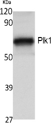 Fig. Western Blot analysis of extracts from NIH-3T3 cells, using Plk1 Polyclonal Antibody. Secondary antibody (catalog#: A21020) was diluted at 1:20000.