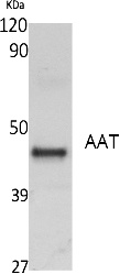 Fig.1. Western Blot analysis of extracts from K562 cells, using AAT Polyclonal Antibody. Secondary antibody (catalog#: A21020) was diluted at 1:20000.