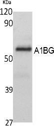 Fig.1. Western Blot analysis of extracts from K562 cells, using A1BG Polyclonal Antibody. Secondary antibody (catalog#: A21020) was diluted at 1:20000.
