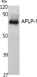 Fig.1. Western Blot analysis of extracts from K562 cells, using APLP-1 Polyclonal Antibody. Secondary antibody (catalog#: A21020) was diluted at 1:20000.