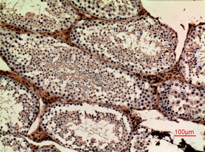 Fig.3. Immunohistochemical analysis of paraffin-embedded Mouse-ovary, antibody was diluted at 1:100.