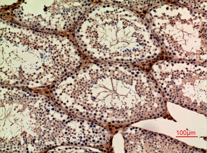 Fig.5. Immunohistochemical analysis of paraffin-embedded Mouse-ovary, antibody was diluted at 1:100.