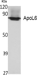 Fig. Western Blot analysis of extracts from K562 cells, using ApoL6 Polyclonal Antibody. Secondary antibody (catalog#: A21020) was diluted at 1:20000.