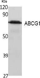 Fig.1. Western Blot analysis of extracts from K562 cells, using ABCG1 Polyclonal Antibody. Secondary antibody (catalog#: A21020) was diluted at 1:20000.