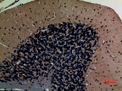 Fig.2. Immunohistochemical analysis of paraffin-embedded rat-brain, antibody was diluted at 1:100.