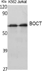 Fig.1. Western Blot analysis of extracts from K562,  Jurkat cells, using BOCT Polyclonal Antibody. Secondary antibody (catalog#: A21020) was diluted at 1:20000.