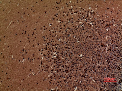Fig.2. Immunohistochemical analysis of paraffin-embedded Mouse-brain, antibody was diluted at 1:100.