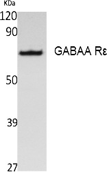 Fig. Western Blot analysis of extracts from Jurkat cells, using GABAA Rε Polyclonal Antibody. Secondary antibody (catalog#: A21020) was diluted at 1:20000.