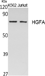 Fig. Western Blot analysis of extracts from K562,  Jurkat cells, using HGFA Polyclonal Antibody. Secondary antibody (catalog#: A21020) was diluted at 1:20000.