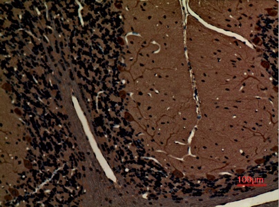 Fig.3. Immunohistochemical analysis of paraffin-embedded rat-brain, antibody was diluted at 1:100.
