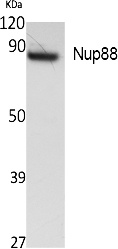 Fig. Western Blot analysis of extracts from K562 cells, using Nup88 Polyclonal Antibody. Secondary antibody (catalog#: A21020) was diluted at 1:20000.