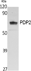 Fig. Western Blot analysis of extracts from K562 cells, using PDP2 Polyclonal Antibody. Secondary antibody (catalog#: A21020) was diluted at 1:20000.