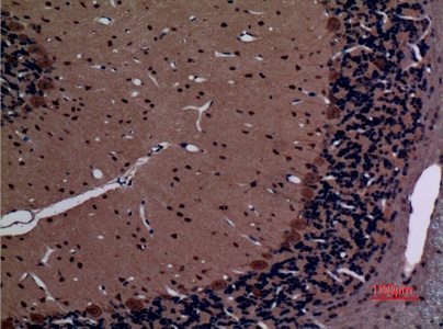 Fig.3. Immunohistochemical analysis of paraffin-embedded rat-brain, antibody was diluted at 1:100.