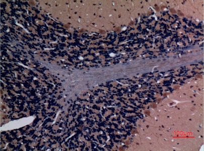 Fig.3. Immunohistochemical analysis of paraffin-embedded rat-brain, antibody was diluted at 1:100.