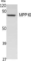Fig. Western Blot analysis of extracts from Jurkat cells, using MPP10 Polyclonal Antibody. Secondary antibody (catalog#: A21020) was diluted at 1:20000.