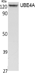 Fig.1. Western Blot analysis of extracts from Jurkat cells, using UBE4A Polyclonal Antibody. Secondary antibody (catalog#: A21020) was diluted at 1:20000.
