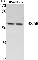 Fig.1. Western Blot analysis of extracts from Jurkat, K562 cells, using SS-56 Polyclonal Antibody. Secondary antibody (catalog#: A21020) was diluted at 1:20000.