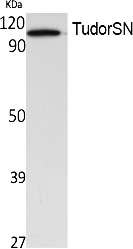 Fig.1. Western Blot analysis of extracts from Jurkat cells, using TudorSN Polyclonal Antibody. Secondary antibody (catalog#: A21020) was diluted at 1:20000.