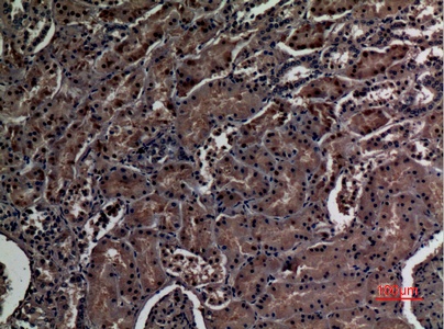 Fig.2. Immunohistochemical analysis of paraffin-embedded human-kidney, antibody was diluted at 1:100.