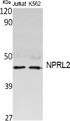 Fig. Western Blot analysis of extracts from Jurkat, K562 cells, using NPRL2 Polyclonal Antibody. Secondary antibody (catalog#: A21020) was diluted at 1:20000.