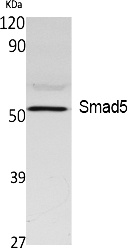 Fig.1. Western Blot analysis of extracts from K562 cells, using Smad5 Polyclonal Antibody. Secondary antibody (catalog#: A21020) was diluted at 1:20000.