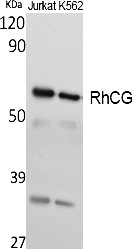 Fig.1. Western Blot analysis of extracts from Jurkat, K562 cells, using RhCG Polyclonal Antibody. Secondary antibody (catalog#: A21020) was diluted at 1:20000.