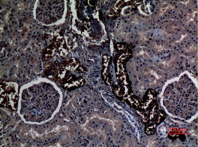 Fig.2. Immunohistochemical analysis of paraffin-embedded human-kidney, antibody was diluted at 1:100.