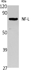 Fig.1. Western Blot analysis of extracts from Jurkat cells, using NF-L Polyclonal Antibody. Secondary antibody (catalog#: A21020) was diluted at 1:20000.