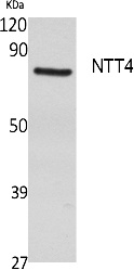 Fig. Western Blot analysis of extracts from rat stomach, using NTT4 Polyclonal Antibody. Secondary antibody (catalog#: A21020) was diluted at 1:20000.