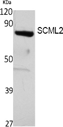Fig. Western Blot analysis of extracts from 293 cells, using SCML2 Polyclonal Antibody. Secondary antibody (catalog#: A21020) was diluted at 1:20000.