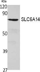 Fig.1. Western Blot analysis of extracts from 293 cells, using SLC6A14 Polyclonal Antibody. Secondary antibody (catalog#: A21020) was diluted at 1:20000.