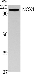Fig. Western Blot analysis of extracts from 293 cells, using NCX1 Polyclonal Antibody. Secondary antibody (catalog#: A21020) was diluted at 1:20000.