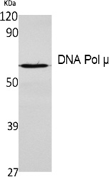 Fig. Western Blot analysis of extracts from K562 cells, using DNA Pol μ Polyclonal Antibody. Secondary antibody (catalog#: A21020) was diluted at 1:20000.
