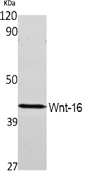 Fig. Western Blot analysis of extracts from rat kidney, using Wnt-16 Polyclonal Antibody. Secondary antibody (catalog#: A21020) was diluted at 1:20000.