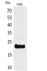 Fig.1. Western Blot analysis of K562 cells using LIF Polyclonal Antibody. Secondary antibody (catalog#: A21020) was diluted at 1:20000.