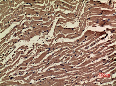 Fig.2. Immunohistochemical analysis of paraffin-embedded human-heart, antibody was diluted at 1:100.