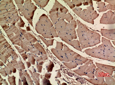 Fig.2. Immunohistochemical analysis of paraffin-embedded rat-muscle, antibody was diluted at 1:100.