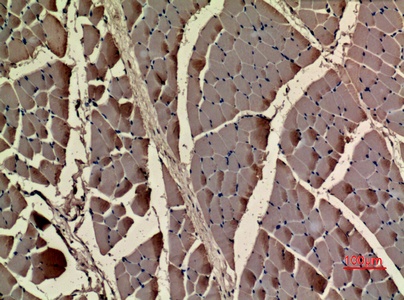 Fig.3. Immunohistochemical analysis of paraffin-embedded rat-muscle, antibody was diluted at 1:100.