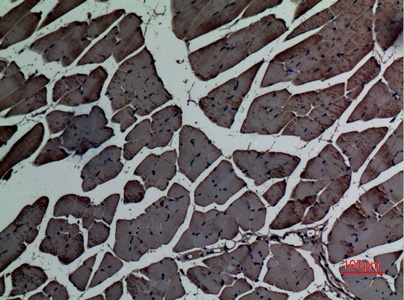 Fig.4. Immunohistochemical analysis of paraffin-embedded Mouse-muscle, antibody was diluted at 1:100.